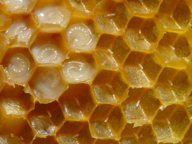 Las matemáticas y las abejas