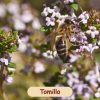 Tomillo ECO - Imagen 2