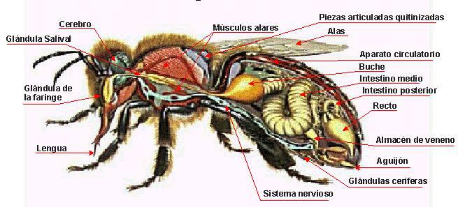 anatomia abeja